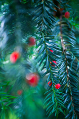 Mature cones, EUROPEAN YEW - TEJO (Taxus baccata), Cantabria, Spain, Europe