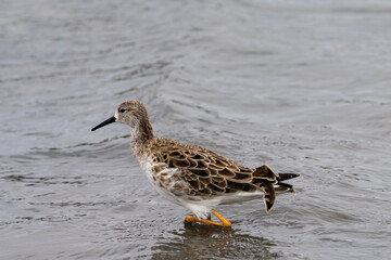 a wood sandpiper in a salt marsh in Murcia