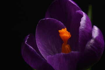 macro photo of a blue bud of a blooming crocus on a dark background