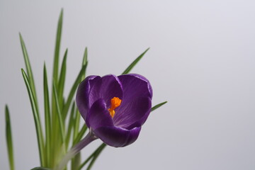 close-up of a spring flower on a light background, green leaves and a blooming blue crocus bud