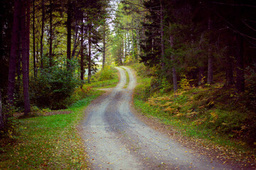 road in the woods