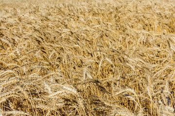 Backdrop of ripe wheat. Agricultural concept