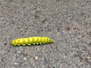 bright yellow caterpillar on gray asphalt