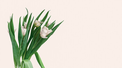 A bouquet of fresh white tulips is on a beige background. Water drops are on the petals. Floral layout for congratulations, invitations, cards. Beautiful spring background. Copy space.