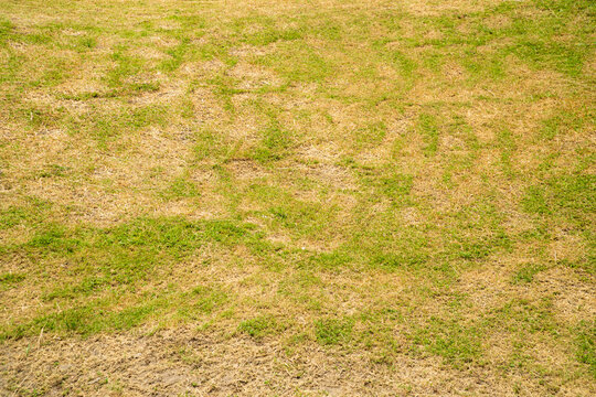 Green and yellow grass texture Brown patch is caused by the destruction of fungus Rhizoctonia Solani grass leaf change from green to dead brown in a circle lawn texture background dead dry grass.