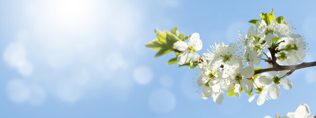 Spring cherry blossom and blue sky