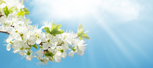 Fototapeta na wymiar Spring cherry blossom and blue sky