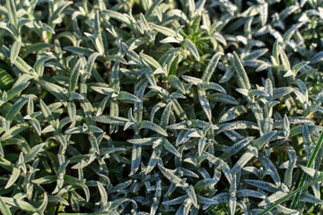 Frost on the grass in the cold season. Grass under the snow in spring time. Rime on grass close-up. Late autumn or early winter landscape. Spring frosts.