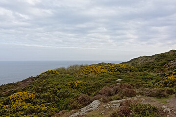 Fototapeta na wymiar Cliffs along north sea coase of Howth, ireland, with flowering gorse bushes on a cloudy day 