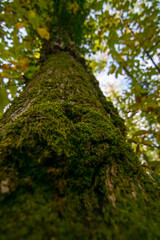 Fototapeta premium Moss on a tree trunk in autumn.