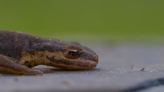 Young Smooth Newt 4cm long. Staying Very Still When Disturbed.