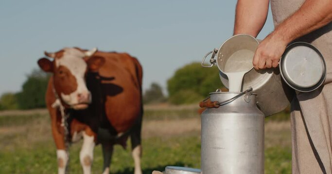 Milk from a home farm - a man pours milk into a can in a field near his cows