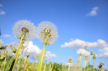 blooming dandelions close up and behind them a blue sky with a few clouds