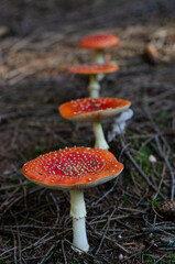 Four red toadstools in a row in a row on needles in the forest