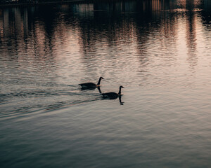 Duck in a lake swimming in the sunset