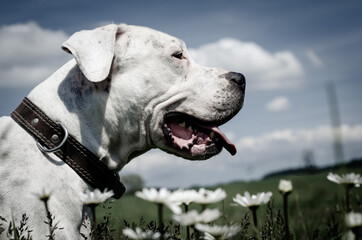 Obraz premium Argentine Dogan in a meadow full of daisies and flowers in the background of blue sky