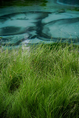 Abstract landscape with long green grass and unusual water surface. Turquoise geyser lake with blue clay. Aktash village, Ulagan district, Altai Republic.