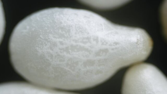 Dry white sesame seeds under microscope