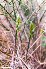 Edible wild green asparagus, spring buds.