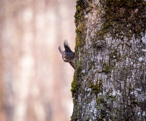 Eichhörnchen das auf einen Baum klettert und kurz Hallo sagt