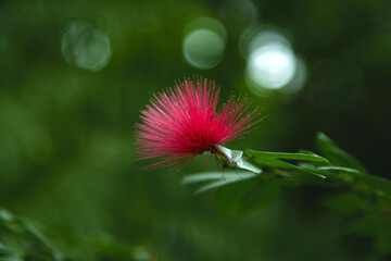 Albizia Flower
