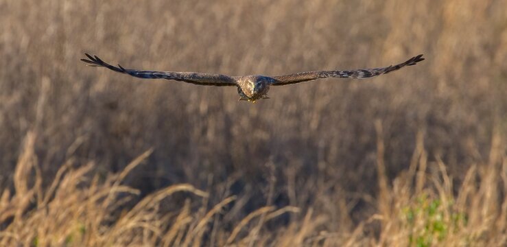 female northern harrier (Circus hudsonius) flying straight at camera over brown grassland, looking straight at camera, both wings extended outward