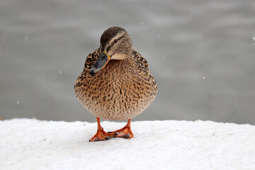 Female mallard duck resting on the snow at early spring. Wild duck at cold season on lake coast