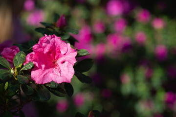 Azaleas delicate flower background. Pink spring japanese flowers. Rhododendron.