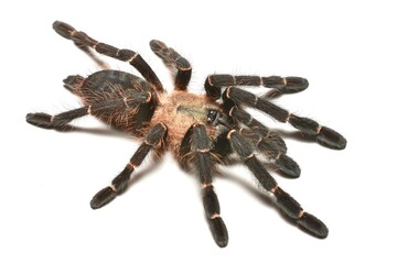 Closeup picture of a female of the 