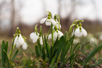First spring snowdrop flowers in the forest 