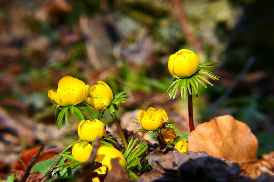 die ersten Fr&uuml;hlingsboten