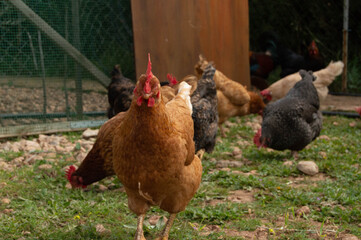 Rooster and hunds grazing free 