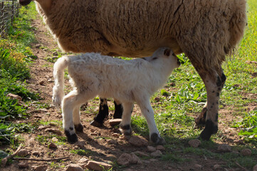 Baby Sheep 2 days old with her mum- grazing free - family farm 