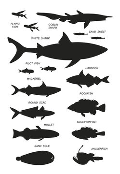 Oceanfish with names. Vector black silhouette image.