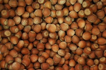 Dry brown hazel nuts background. Pile of unpeeled brown hazel nuts close up.