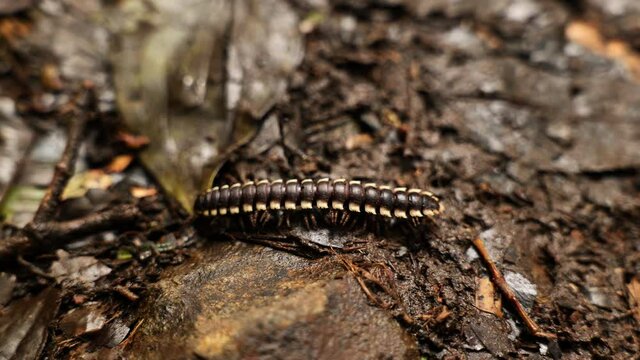 beautiful millipede Costa Rica wildlife nyssodesmus python