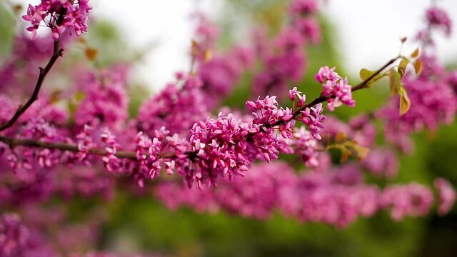 Closeup of blooming branch of Judas tree with pink flowers in park. Beautiful pink flowers of Cercis siliquastrum moving on the wind in garden. European Scarlet. Blossom time