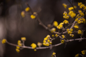Blooming tree. Spring flowers. Spring background. Nature. Background. Yellow flowers. 