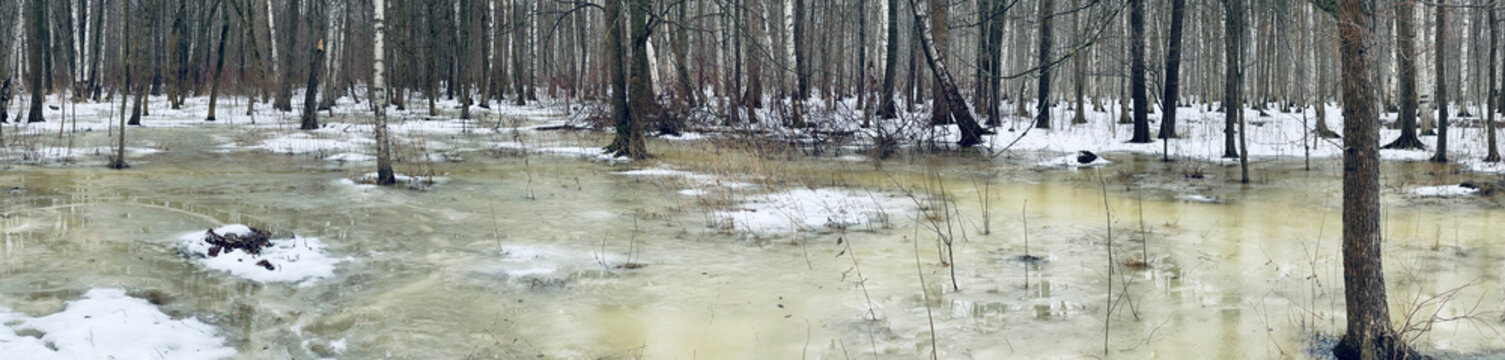 The panoramic image of winter park, black trunks of trees stand in water, cloudy weather