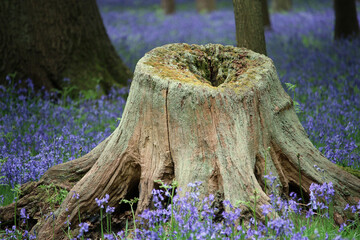 Spring bluebell wood with tree stump