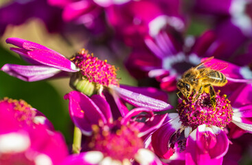 a bee polinization in a purple flower