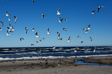 A flock of seagulls are flying in the air on the beach. Seagulls on the background of the beach on a sunny day. Seagulls on the background of the sea and sand.