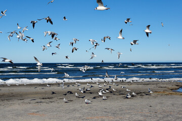 A flock of seagulls are flying in the air on the beach. Seagulls on the background of the beach on a sunny day. Seagulls on the background of the sea and sand.