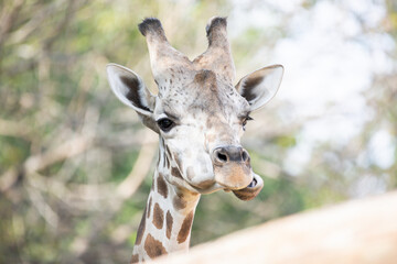 Naklejka na ściany i meble Giraffe