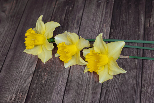 Tres narcisos amarillos.