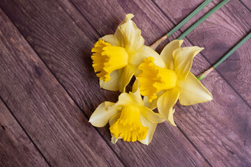 Tres narcisos amarillos.