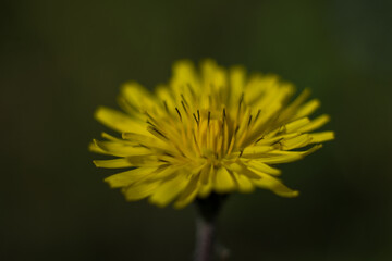 Yellow Flower