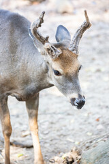 Deer eating and Drinking at Zoo
