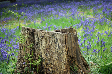 Spring bluebell wood with tree stump