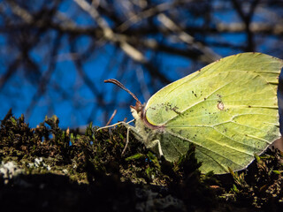 Macro shot of first yellow spring adult male butterfly - The common brimstone in early spring on...